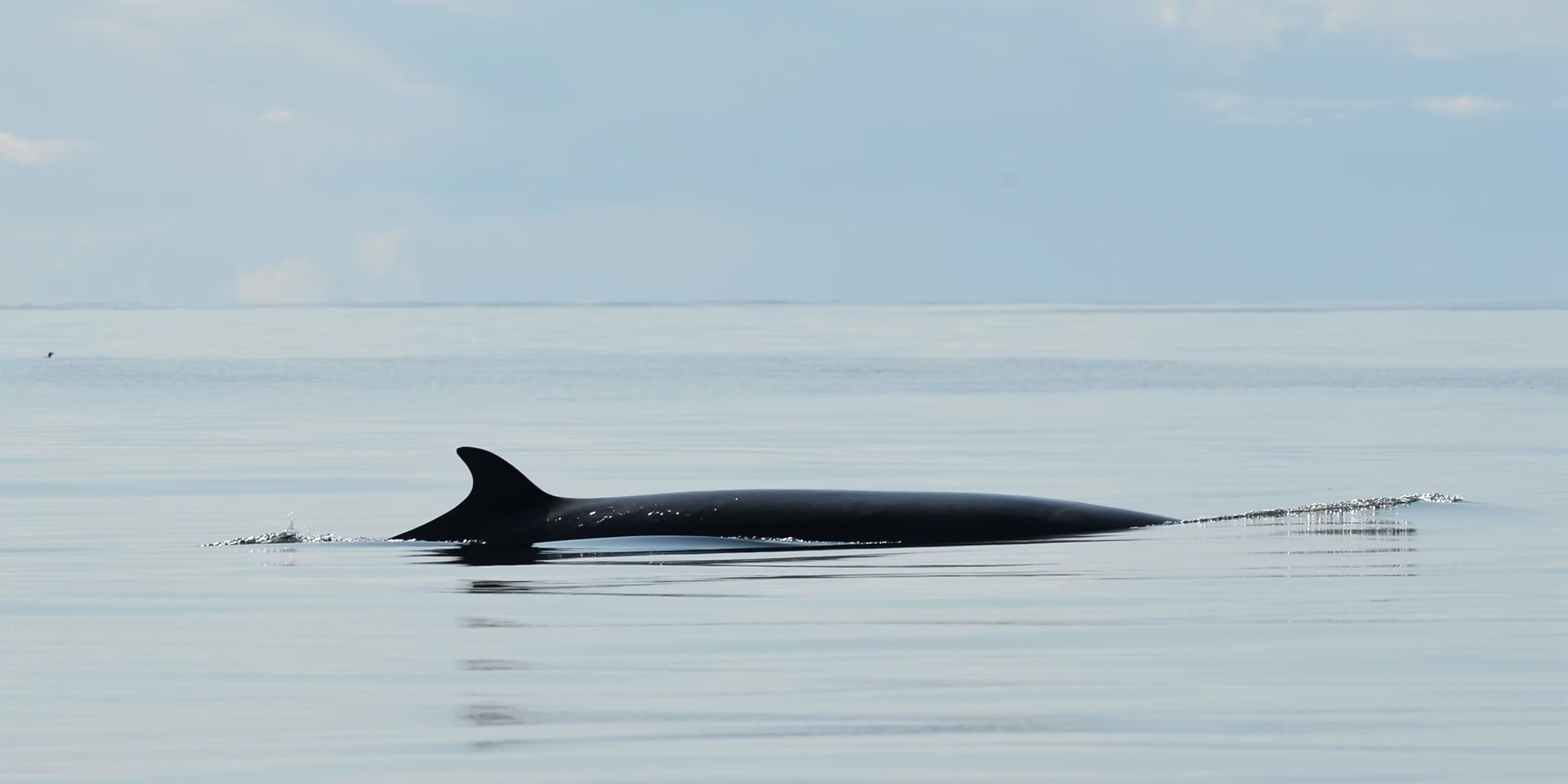 Sea-Changers Marine Conservation