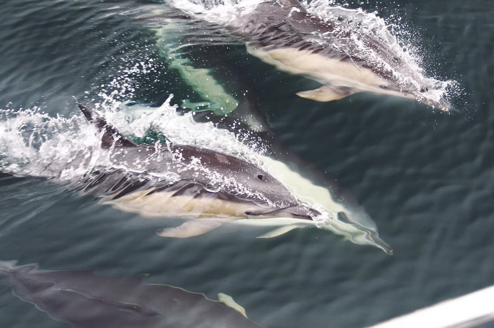 Empowering Marine Conservation Communities
